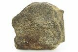 Hadrosaur (Edmontosaurus) Appendage Bone Section - Wyoming #378397-1
